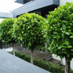 FICUS BALL