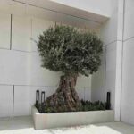 FICUS BONSAI BIG