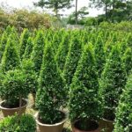 FICUS PANDA CONE