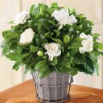 Gardenia Jasminoides "Gardenia"