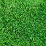 GRASS