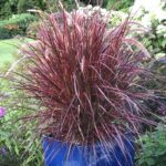 GRASS - FOUNTAIN