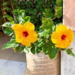 HIBISCUS