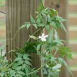 JASMINE CREEPER