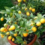 LEMON TREE
