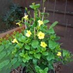 MANDEVILLA
