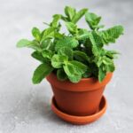 MINT LEAVES