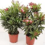 Nerium Oleander (Oleander/Nerium)