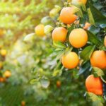 ORANGE TREE