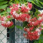 RANGOON CREEPER