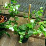 SAMBAC JASMIN - ARABIAN JASMINE