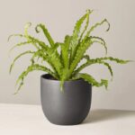 BIRD'S NEST FERN