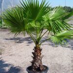 WASHINGTONIA PALM - MEXICAN FAN PALM
