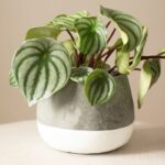 WATERMELON PEPEROMIA