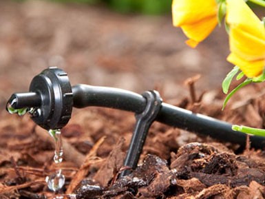 Watering the Plant Fields