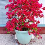 Bougainvillea