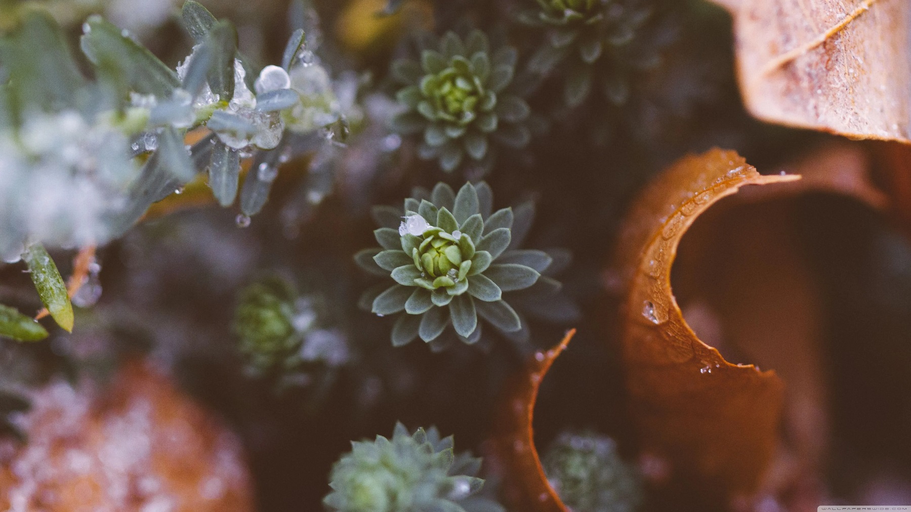 Plants