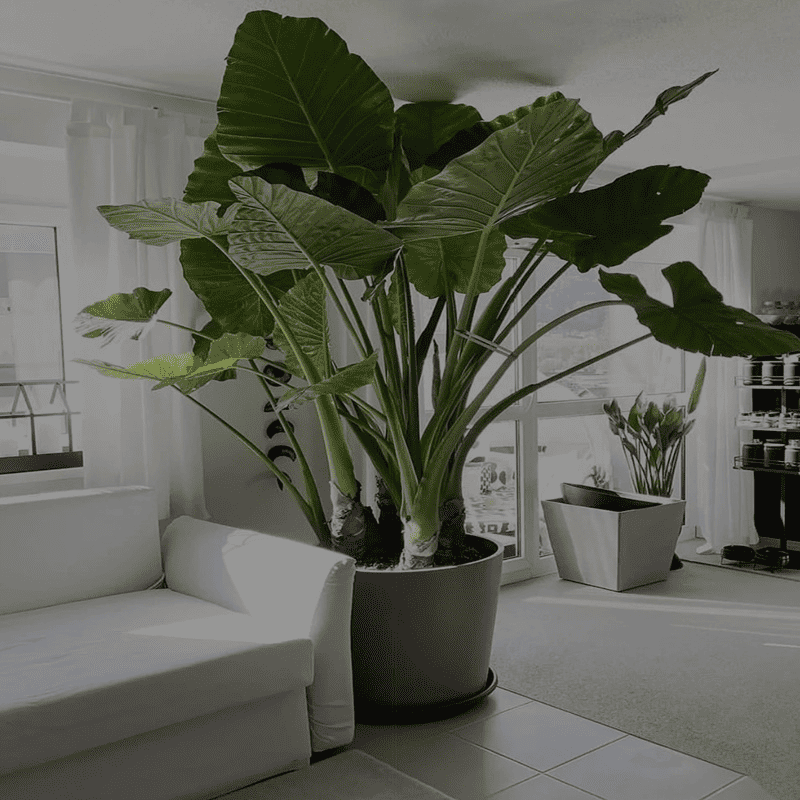 Natural Indoor Plants