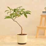 CHIKOO - SAPODILLA