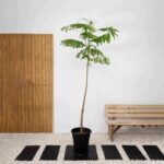 DELONIX TREE