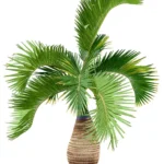 BOTTLE PALM
