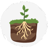 Healthy Growth for Plants and Lawns​