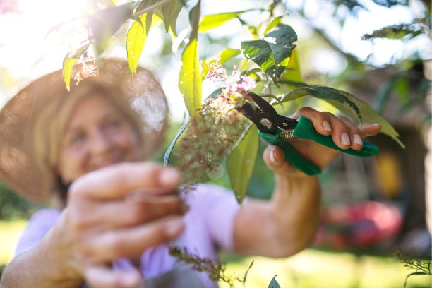 Pruning and Trimming​