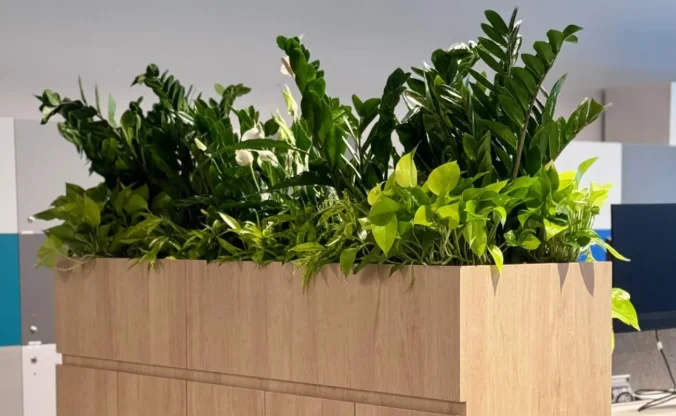 natural plants vs artificial plants