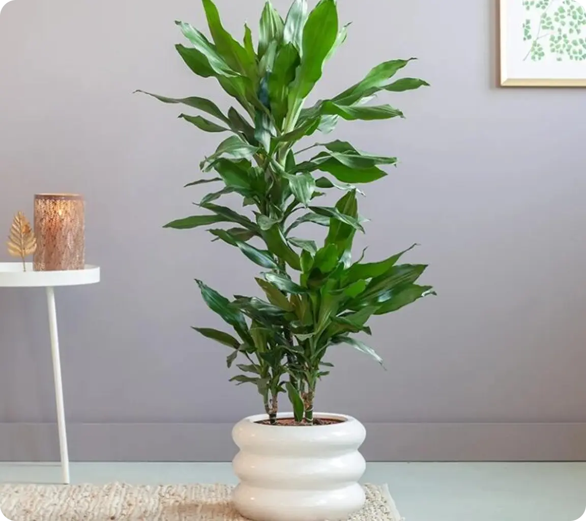 Natural Indoor Plants.webp