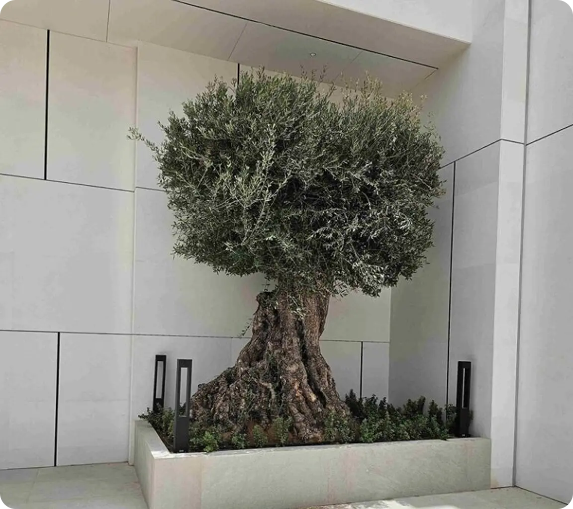 Natural Outdoor Plants.webp