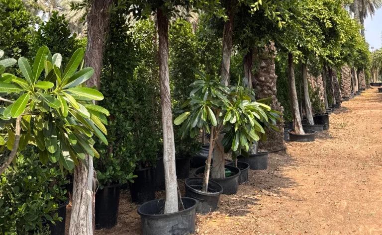choosing the right soil