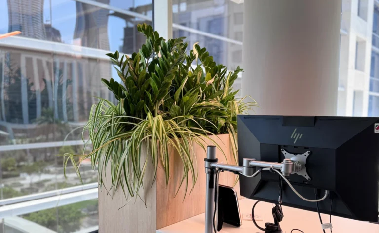 succulent light requirements