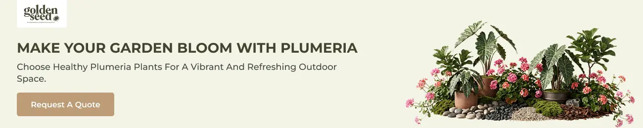 Plumeria Plants in UAE