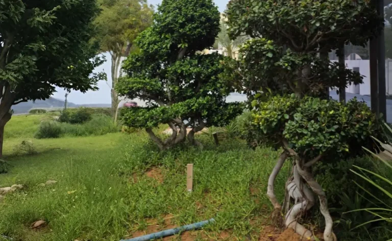 watering plumeria in dubai heat