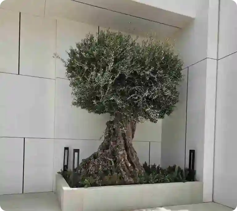 Natural Outdoor Plants (1)